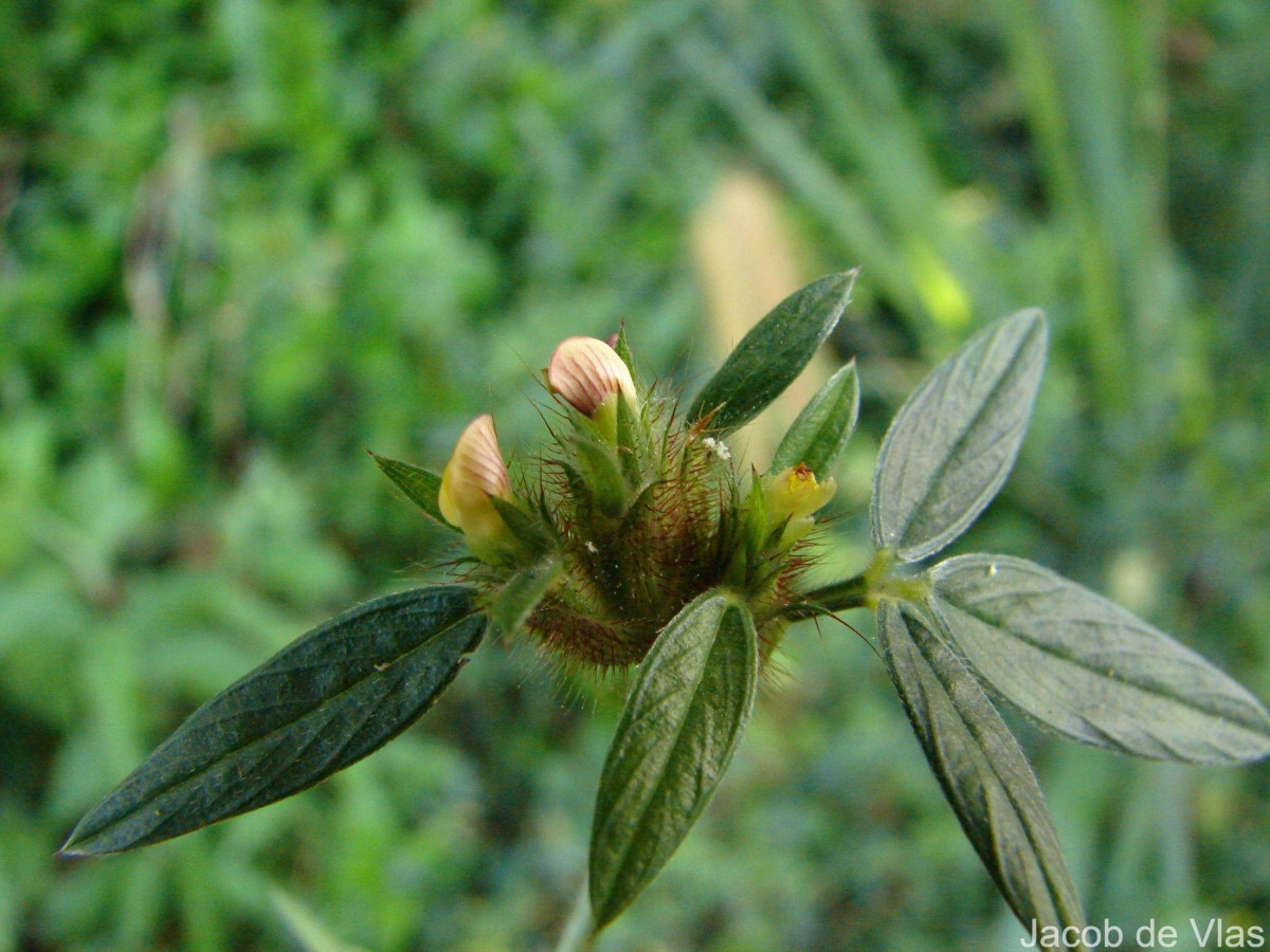 Stylosanthes fruticosa (Retz.) Alston